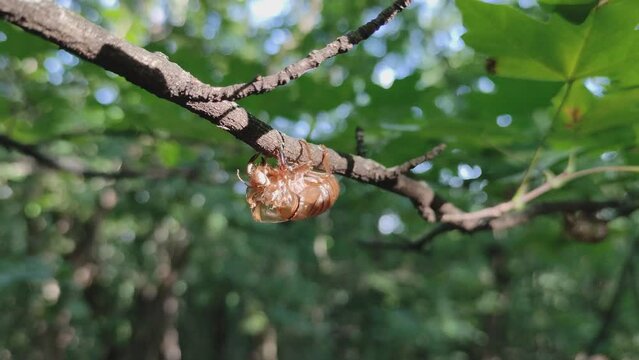 Shed empty shell of a cicada after molting