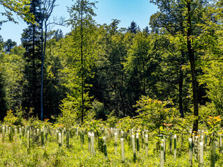 Wiederanpflanzen von jungen Laubbäumen im Mischwald