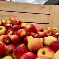 Red apples in a wooden box