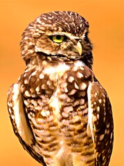owl
