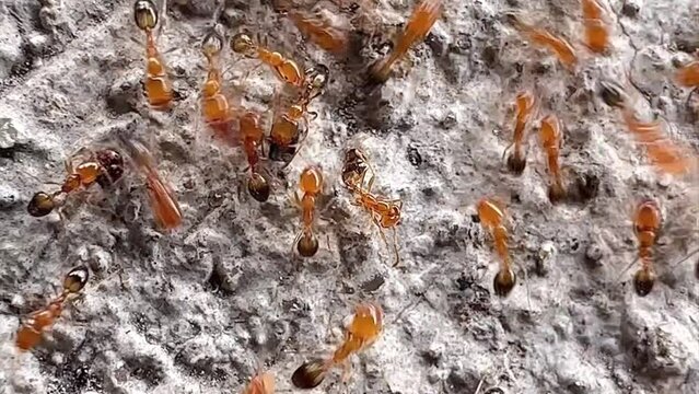 This clip shows a group of brownish-red ants that are moving on the surface that is porous and rough. These ants have a small body and bright red. Which may be fire ants (Fire Ants)