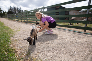 A young girl feeding goats. Kid feeds a goat fresh vegetables.