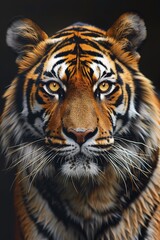 Fototapeta premium Tiger in Coat Portrait