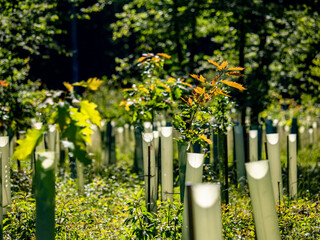 Wiederanpflanzen von jungen Laubbäumen im Mischwald