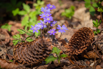 Common hepatica flowers.