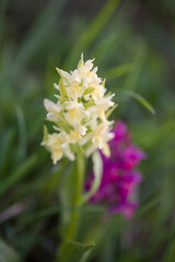 Elder-flowered orchids.