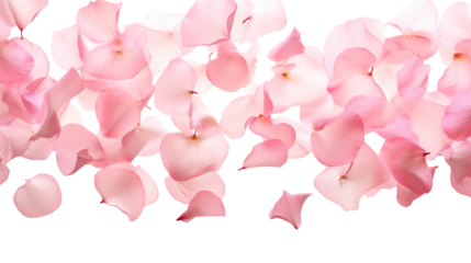 Dance of floating pink petals in the air, isolated on transparent background.