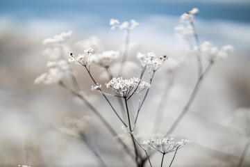 The plant covered with frost in winter.