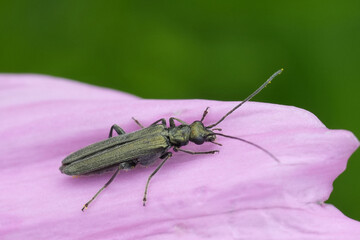 Closeup on a metallic green false oil beetle, Oedemera lurida or virescens, sitting on a pink Cosmos bipennata petal