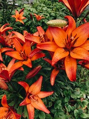 Obraz premium orange lily flowers
