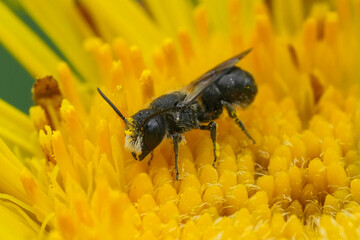 Closeup on a small male European Armoured-Resin Bee, Heriades truncorum on a yellow flower