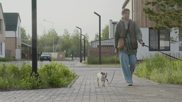 Full shot of African American teenage dog walker walking two dogs along walkway in neighbourhood with green lawn and house buildings