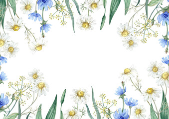 Wild field herbs watercolor frame. Background with chamomile flowers, chicory plantain © Anastasiia
