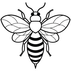 Bee, honey bee isolated on a white background. Naturalistic, scientific, botanical engraved illustration, vector drawing,