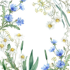 Wild field herbs watercolor square frame. Background with chamomile flowers, chicory plantain