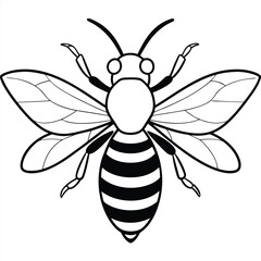 Bee, honey bee isolated on a white background. Naturalistic, scientific, botanical engraved illustration, vector drawing,