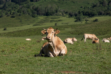 vache au pré dans les pyrénées