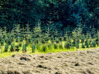 Wiederaufforstung im Mischwald durch anpflanzen von jungen Bäumen