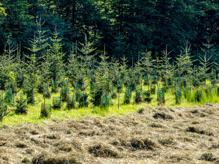 Wiederaufforstung im Mischwald durch anpflanzen von jungen Bäumen