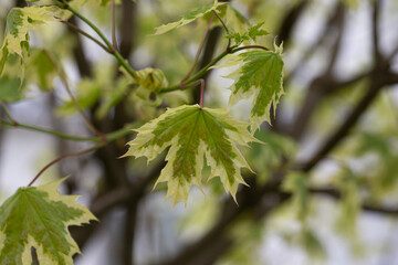Green and white foliage of Norway Maple 'Drummondii' - Acer platanoides Variegata. Close up of maple leaves