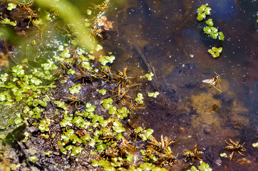 Wasps drink water.The shore of a meadow lake on a hot day.Top view.Place for text.