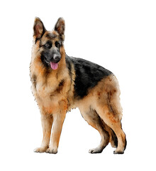 German shepherd watercolor dog illustration isolated. Hand-drawn dog breeds collection