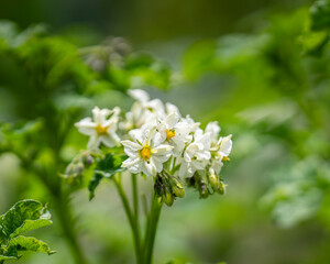 Fototapeta premium Flowering potato. Potato flowers blossom grow in plant. White blooming potato flower on farm field. Close up organic vegetable flowers.