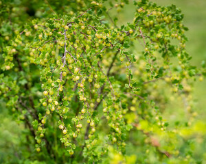 Gooseberries (Ribes uva-crispa) growing on a bush. Green gooseberries (Ribes uva-crispa) in garden. Fresh bunch of natural fruit growing on branch on farm. Close-up. Organic farming.