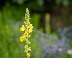 Common mullein flowers blossoming in the garden on summer day.  Great Mullein - Verbascum thapsus, tall yellow wildflower. Yellow flowers of verbascum thapus.