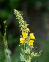 Common mullein flowers blossoming in the garden on summer day.  Great Mullein - Verbascum thapsus, tall yellow wildflower. Yellow flowers of verbascum thapus.