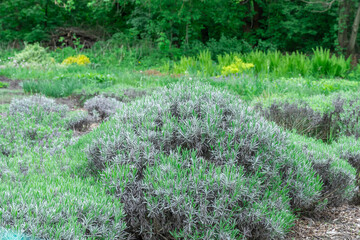 Obraz premium Young bushes lavender new growth in spring. Pruning seedlings lavandula angustifolia and spring lavender shoots. Using perfume ingredient and alternative medicine. Lavender oil has nature antiseptic.