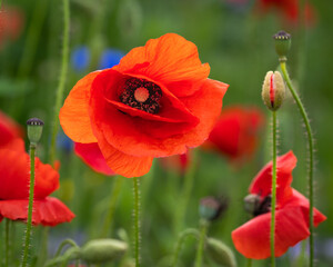 Red poppy flower close up on blurry poppy field background. Field Poppy (papaver rhoeas), also known as Common Poppy, close up of a single flower standing proud above a field of other poppies. 