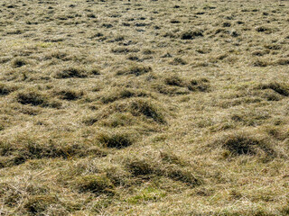 Frisch gemähte große Wiese