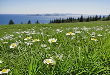 Aerial view of a colourful wildflower meadow with copy space