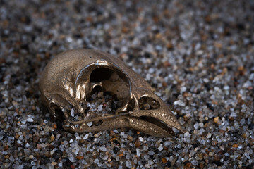 Skull small bird in sand. Concept of archaeology.