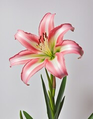 Obraz premium Beautiful Home Garden: Macro Closeup of Delicate Lily Flower Petals with Soft Pastel Colors and White Background for Text Placement