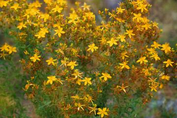 Hypericum perforatum, commonly known as St John's wort. Flowering plant in the meadow