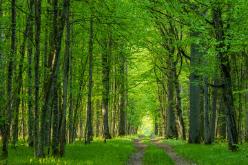 Deciduous forest in sunnny springtime sunset and ground road crossing tree stand, Bialowieza Forest, Poland, Europe