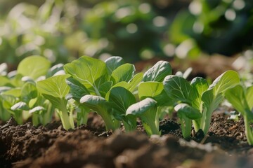 Obraz premium Close up of vibrant small green plants sprouting from soil, Bok choy depicted as part of a larger vegetable garden scene