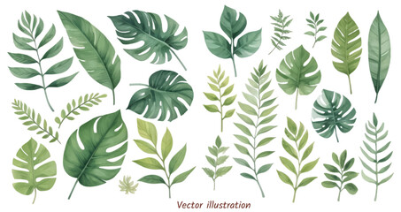 Plants leaf set on an transparent background, watercolor vector illustration. Wedding frame elements collection. Elegant foliage design for wedding, card, invitation, greeting, banner.