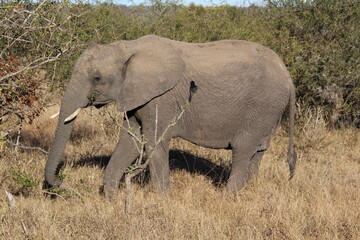 Elefant in der freien Natur
