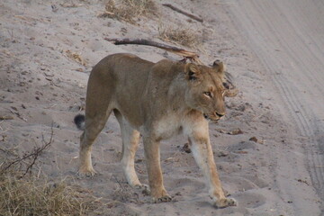 Löwin auf der Pirsch