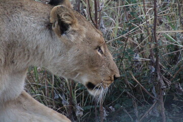 Löwin im Jagdmodus