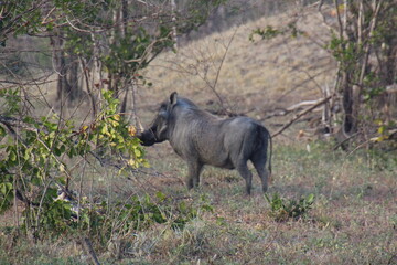 Das Warzenschwein
