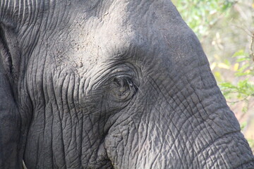 Das Auge des Elefants