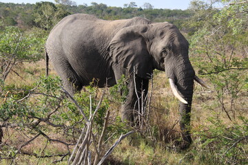 Einzelner Elefant