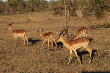 impalas