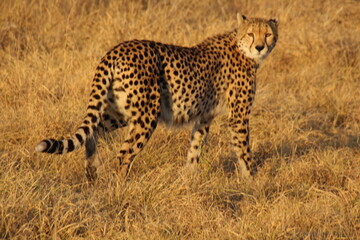 Cheetah-Gepard
