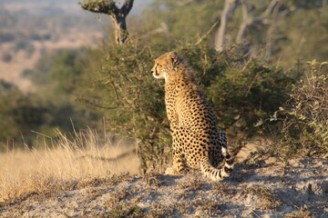 Kleiner Gepard © rw1202