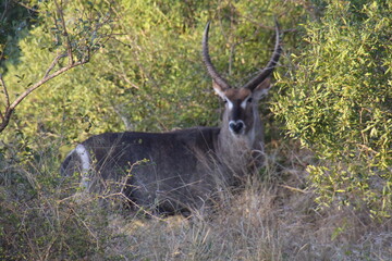 Springbock in Südafrika
